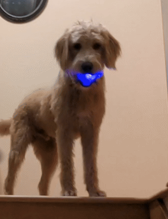 A golden dog with a glowing blue toy, moving in a boomerang loop